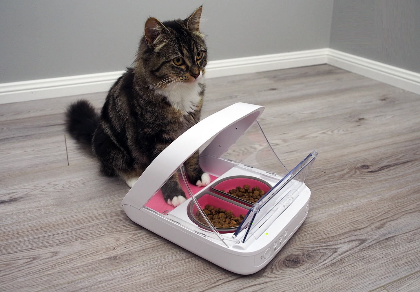 what-are-the-benefits-of-having-an-automatic-pet-feeder-in-your-house